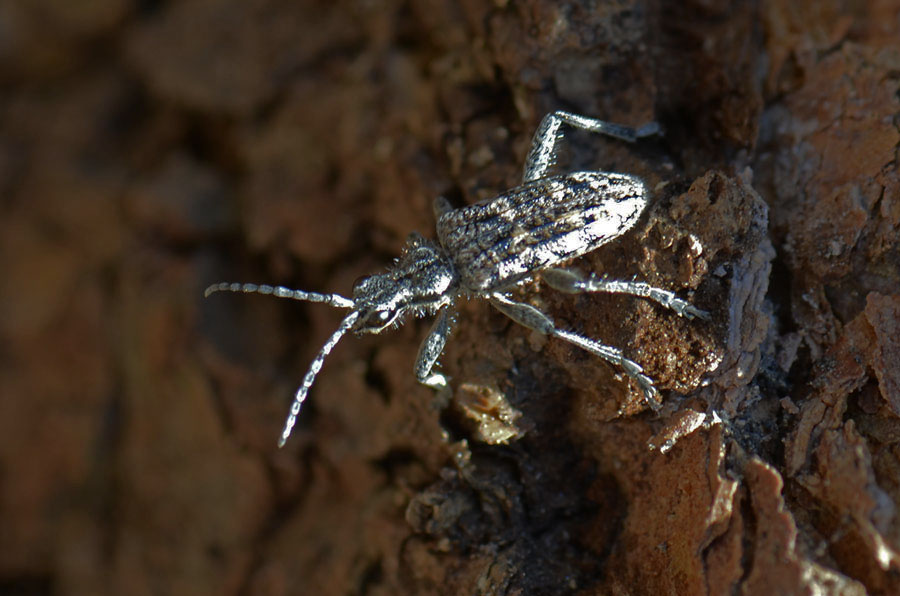 Rhagium inquisitor